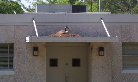 Duck, Duck...Canada Goose and How To Prevent Problems