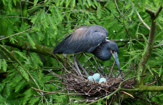 Tricolored heron is one of the species targeted in the Coastal Plains nest survey. (Shirley Robinson/GNPA)