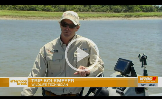 Tracking a manatee with DNR's Trip Kolkmeyer (WTOC-TV)