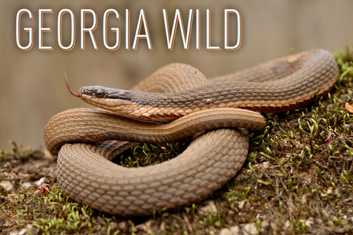 Georgia Wild masthead: queen snake (Mark Krist)