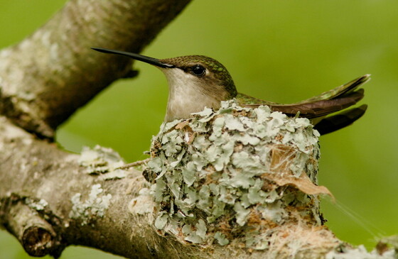 A ruby-throated hummer on her nest (Ty Ivey/GNPA)