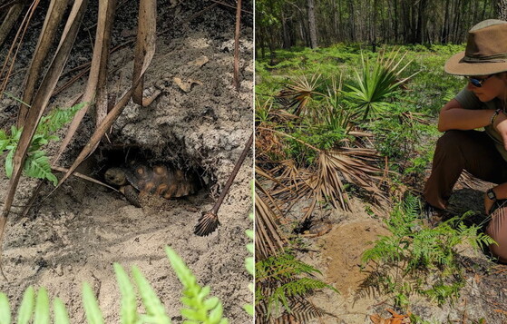 Jessica Radich of Warm Springs National Fish Hatchery releases a head-started gopher tortoise dig into a starter burrow at Altama (James Hunt_DNR)