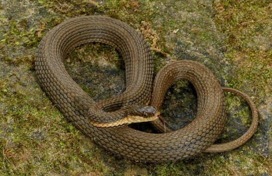 Queen snake (Alan Cressler)
