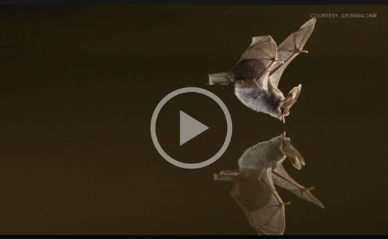 Bat image from WMAZ-TV (Macon) coverage of DNR bat roost surveys