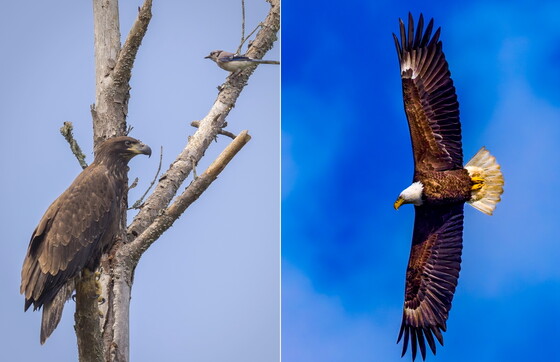 Young eagle harassed by blue jay; adult in flight (Becky Cover/DNR; Steve Rushing/GNPA)
