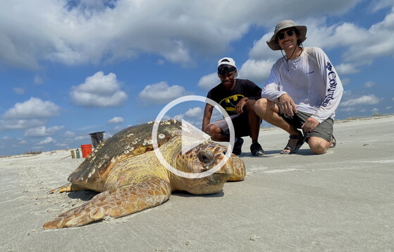 DNR's Matt Goetz, left, and Sapelo's Neo Molopo guide lost sea turtle to surf (Mark Dodd/DNR)