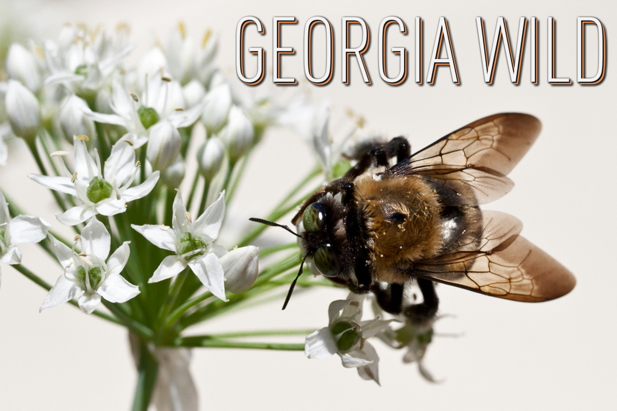 Georgia Wild masthead: bee (Marcia Brandes/GNPA)