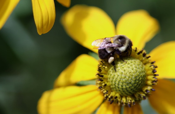 Common eastern bumblebee (Anna Yellin/DNR)