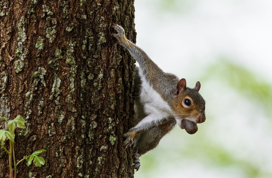 Gray squirrel (Sherry Rosen/GNPA)