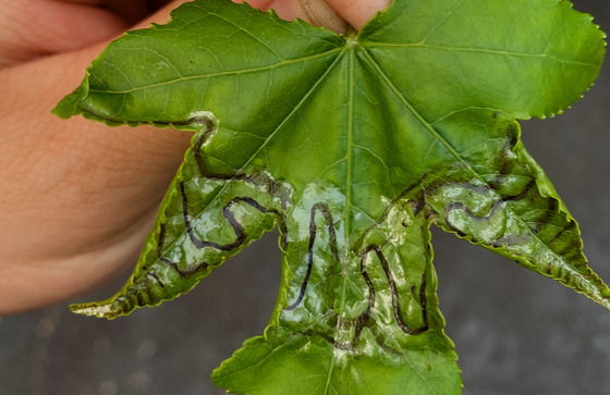 Work of Phyllocnistis liquidambarisella on a sweetgum tree leaf (Ethan Hatchett/DNR)
