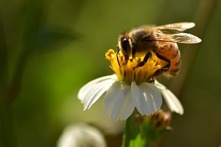 Honey Bee stock image