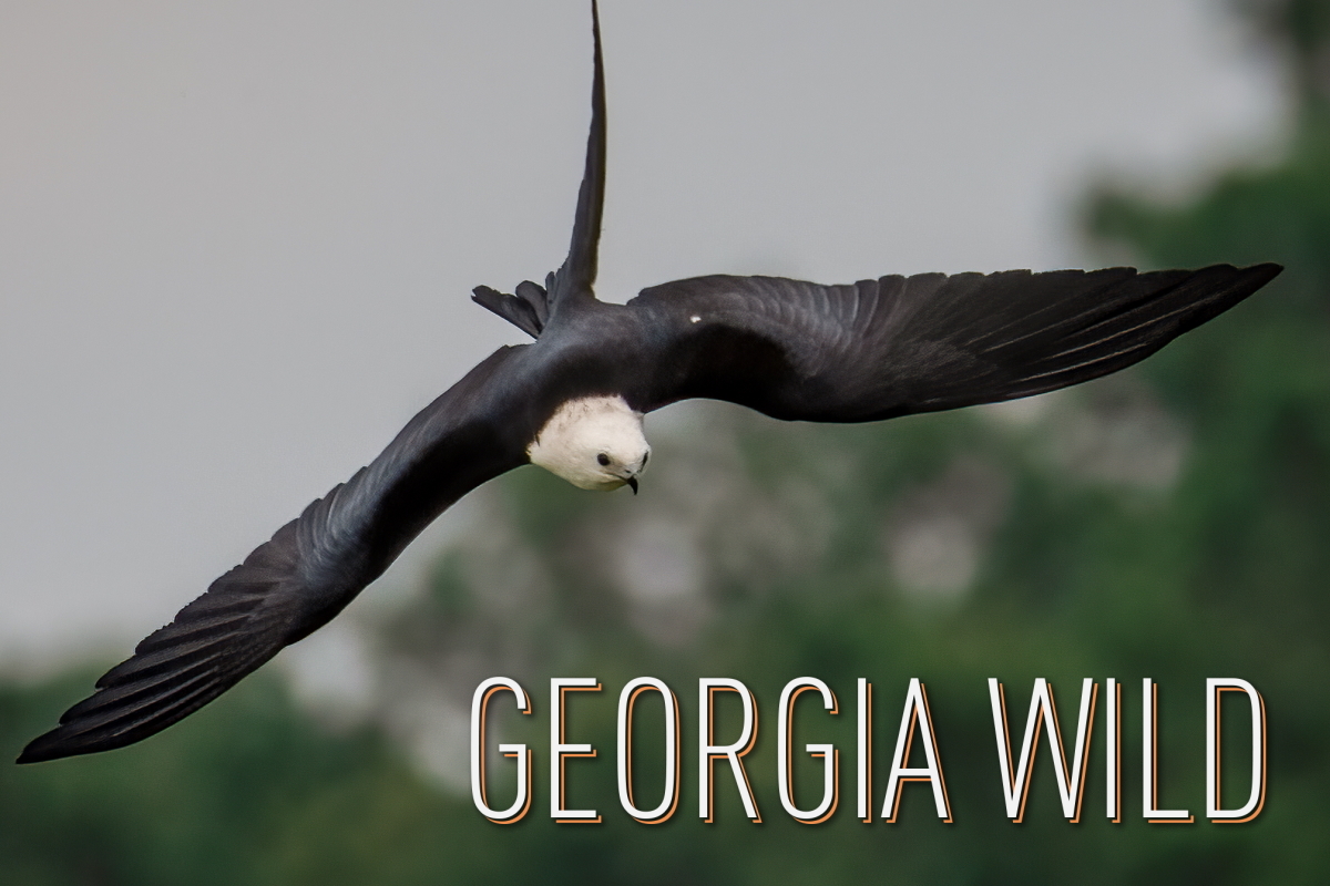 Georgia Wild masthed: swallow-tailed kite (Brian Mitchell)