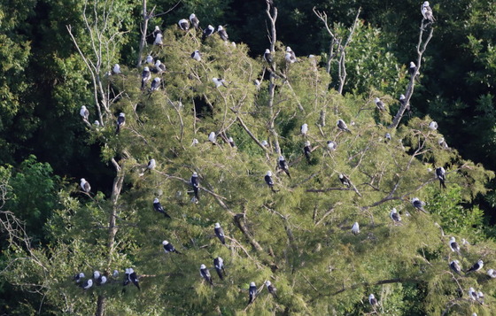 Swallow-tailed kites crowd a treetop at the roost along the Altamaha River (Tim Keyes/DNR)