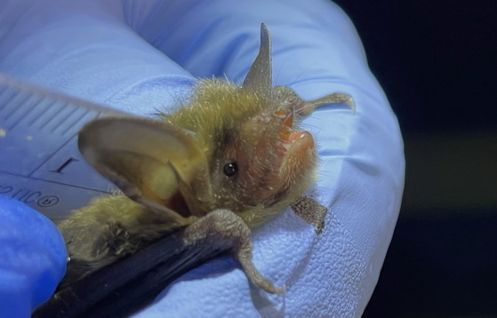 Northern long-eared bat at 2023 Bat Blitz (Special to DNR)