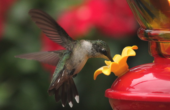 Ruby-throated hummingbird visits a feeder (Ricki Forbes/GNPA)