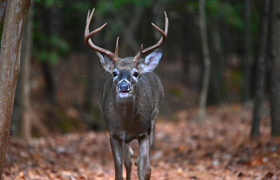 White-tailed buck (Terry Froelich/GNPA)