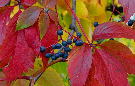 Virginia creeper, a fruitful vine for migrating songbirds