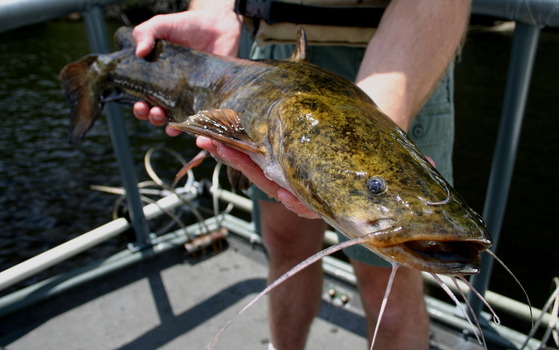 Flathead catfish (DNR)