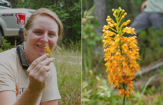 DNR's Erin Cork and Chapman's fringed orchid 2(Ethan Hatchett_DNR)