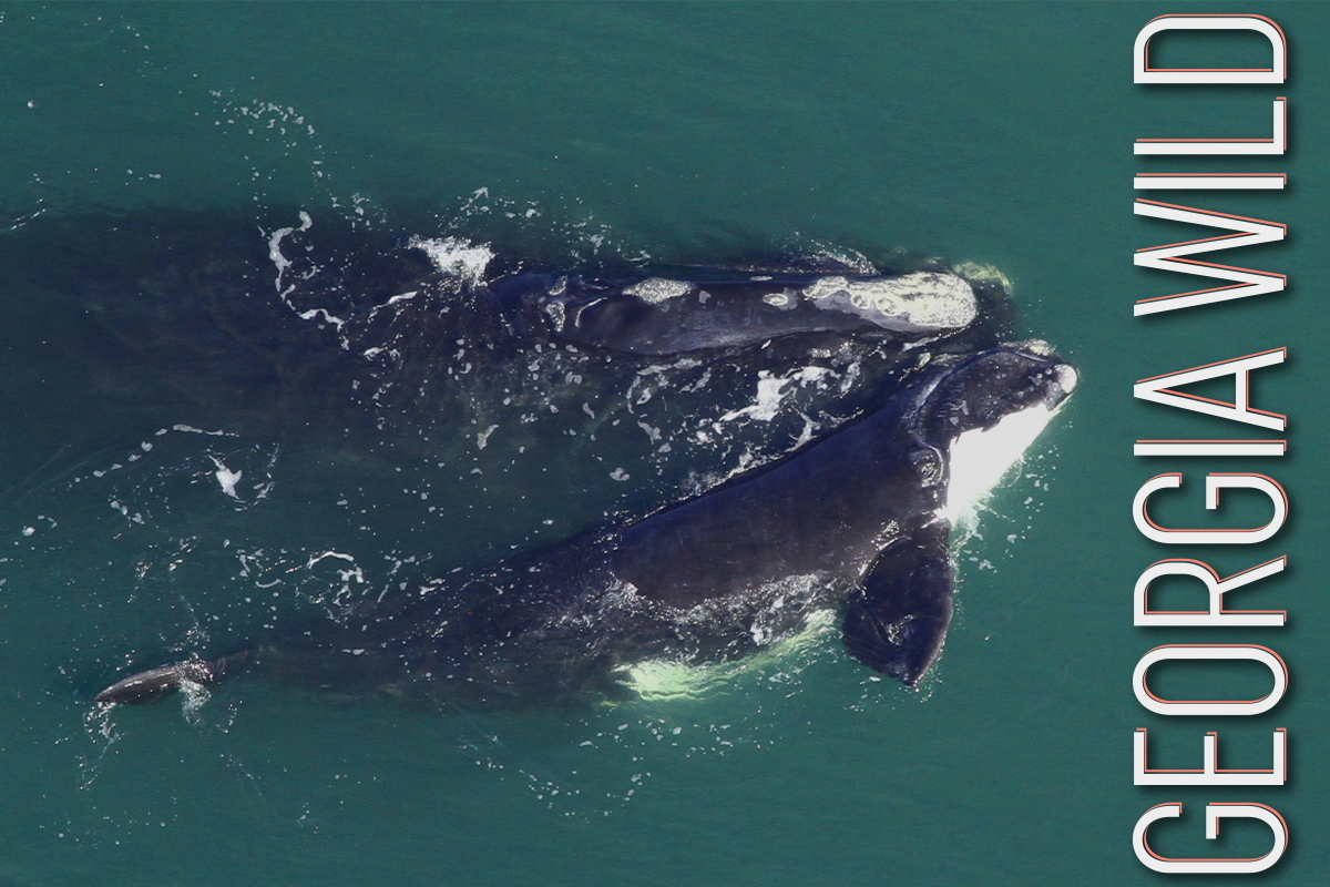 Georgia Wild masthead: North Atlantic right whales