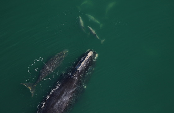 Right whale 1204 (Spindle) and calf with a pod of dolphins off St. Catherines Island in January (CMARI, NOAA permit 20556)