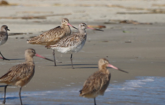 The bar-tailed godwit (center/whiter) with marbled godwits on Ogeechee Bar (Tim Keyes/DNR)