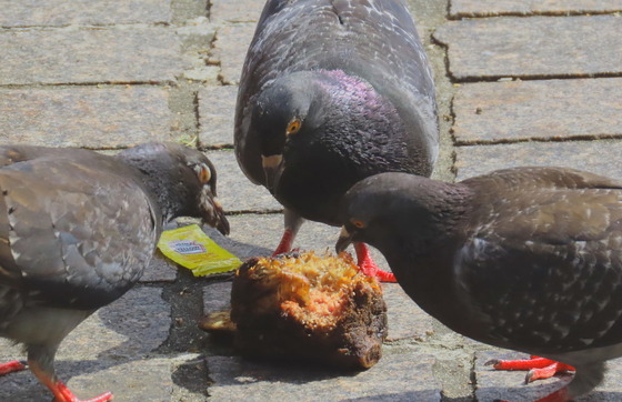 Pigeons eating ham hock in Atlanta (Bob Sargent/DNR)