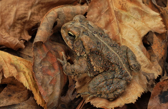 Fowler's toad in leaf litter (Alan Cressler)
