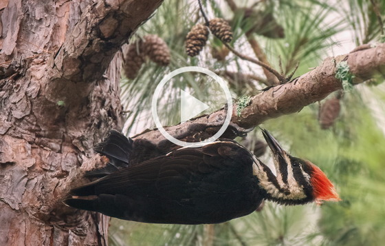 Pileated woodpecker (Jenny Burdette/Georgia Nature Photographers Association)