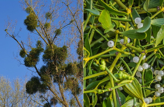 Mistletoe and its berries (image at right/Pixabay)