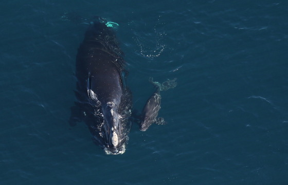 Right whale Horton and calf off Georgia's coast (Clearwater Marine Aquarium Research Institute/NOAA permit 26919)