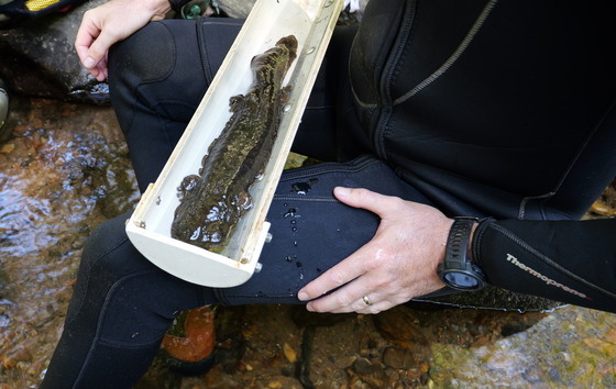 Hellbender caught, checked and released in a north Georgia stream (Erika Noriega Torres/DNR)