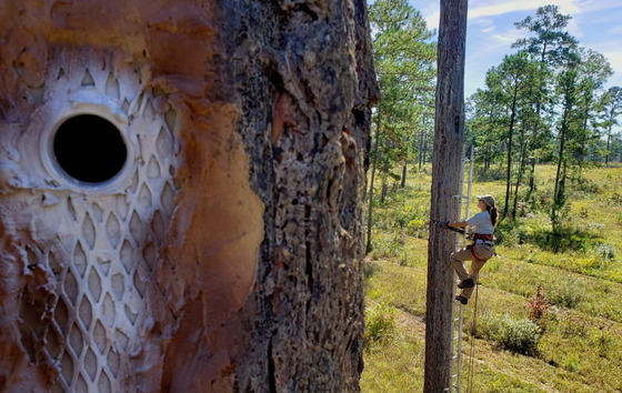 DNR's Christina Lokey replaces a woodpecker nest insert in the Red Hills (Robert Myer/Tall Timbers)