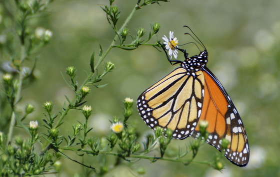 See a wintering monarch; report it via Journey North (Denise Shepherd/DNR)