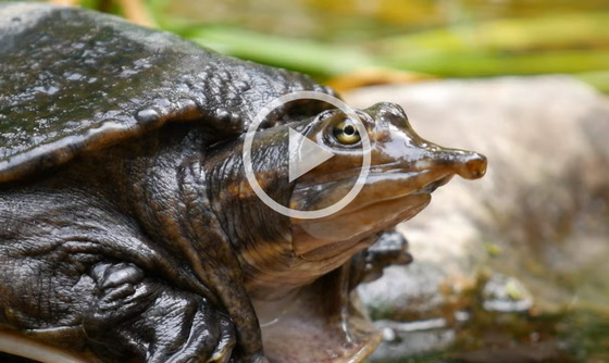 Florida softshell turtle on Georgia freshwater turtles video