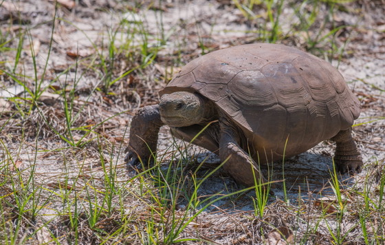 Gopher tortoise (Jenny Burdette Photography)