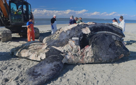 Juvenile right whale is necropsied on Tybee Island (FWC/NOAA permit 24359)
