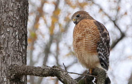 Red-shouldered hawk keeping watch (Linda May/DNR)