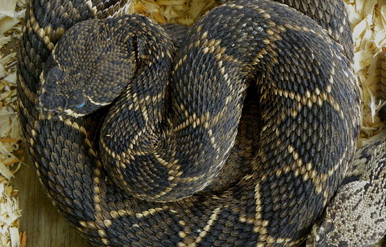 Milky-eyed eastern diamond-backed rattler about to shed its skin (DNR)