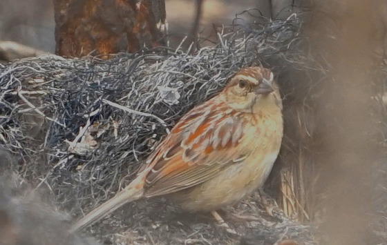 Bachman sparrow in the "black" at Seminole State Park near Bainbridge (Dennis Reist)