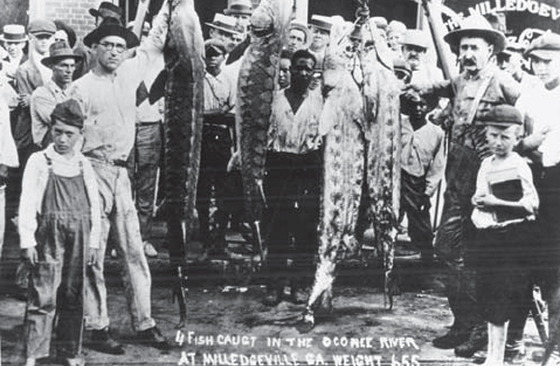 Sturgeon catch near Milledgeville in about 1900 (UGA Archives)