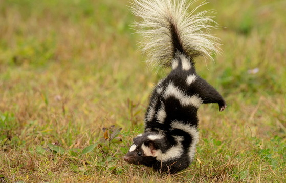 Ready, aim ... an eastern spotted skunk goes into defensive mode (Adobe)