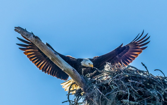 An  adult bald eagle returns to its nest and young on St. Simons Island (Tom Sweeney)