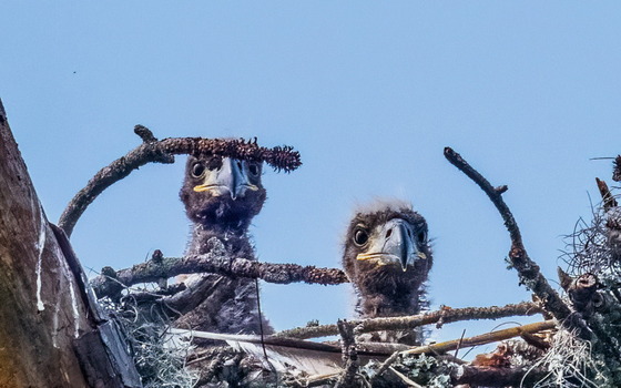 Eaglets peer from the bald eagle nest on St. Simons (Tom Sweeney)