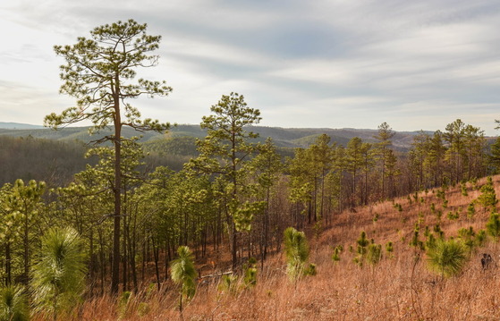 Wander montane longleaf pine woodlands being restored at Sprewell Bluff WMA (Hal Massie/DNR)