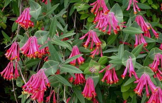 Coral honeysuckle in bloom in the Piedmont (Linda May/DNR)