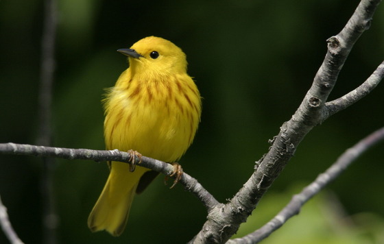 Yellow warbler (Ty Ivey/Georgia Nature Photographers Association)