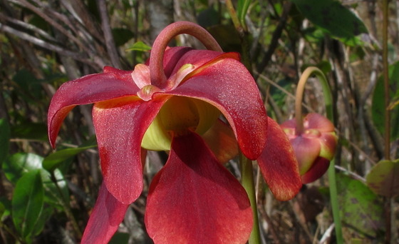 Sweet pitcherplant (Sarracenia rubra) in Georgia (Alan Cressler)
