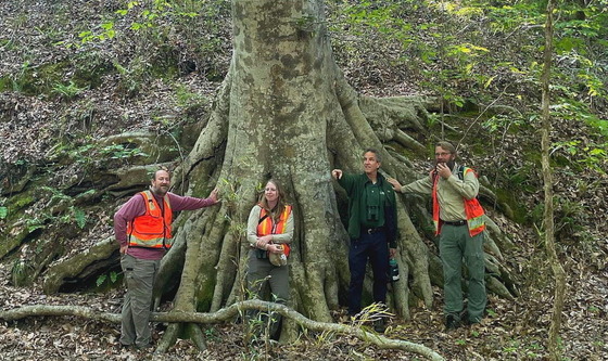 DNR crew at massive beech tree in Talbot County (DNR)