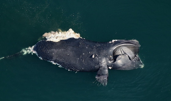 Scavenged right whale carcass off Virginia coast (CMARI/NOAA permit 24359)